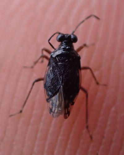 Chartoscirta cincta